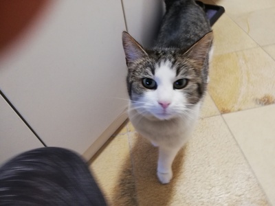 Mikey, Nicht bekannt - Kater