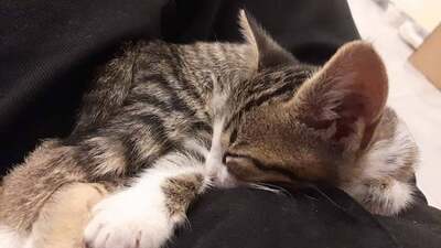 Mikio - Fröhliches Katerchen, ca. 3 Monate, Mischling Jungtier - Kater