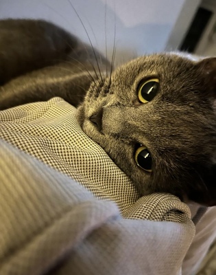 Mila, BKH Jungtier - Katze