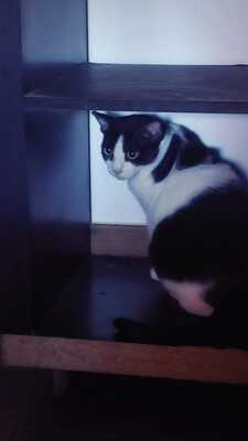 Mila sucht ein neues Zuhause (als Wohnungskatze), Hauskatzen - Katze