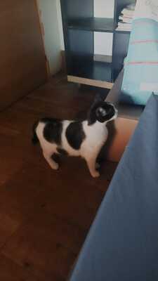 Mila sucht ein neues Zuhause (als Wohnungskatze), Hauskatzen - Katze