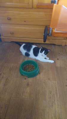 Mila sucht ein neues Zuhause (als Wohnungskatze), Hauskatzen - Katze