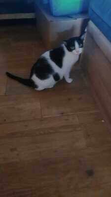 Mila sucht ein neues Zuhause (als Wohnungskatze), Hauskatzen - Katze