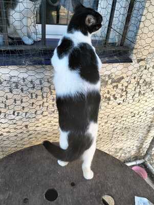 Mila sucht ein neues Zuhause (als Wohnungskatze), Hauskatzen - Katze