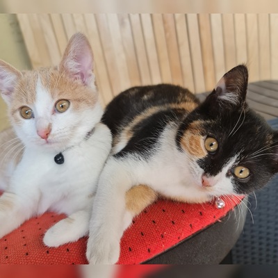 Mila und Lina, Geschwisterkatzen suchen Zuhause mit Freigang - Katze