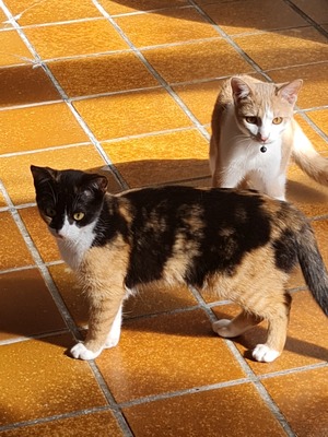 Mila und Lina, Geschwisterkatzen suchen Zuhause mit Freigang - Katze