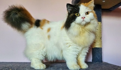 Milagros und Madeleine, Britisch Langhaar Jungtier - Katze