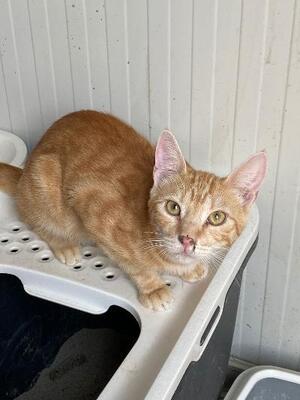 Milan, Mischling - Kater