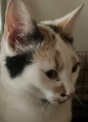 Milicent möchte IHR Herz erobern