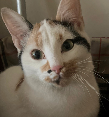 Milicent möchte IHR Herz erobern, Mischling - Katze