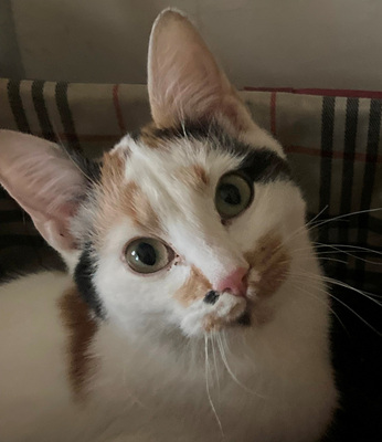 Milicent möchte IHR Herz erobern, Mischling - Katze