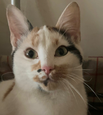 Milicent möchte IHR Herz erobern, Mischling - Katze