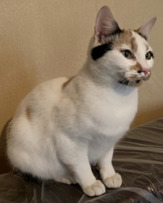 Milicent möchte IHR Herz erobern, Mischling - Katze