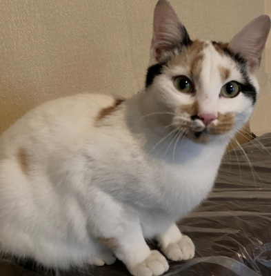 Milicent möchte IHR Herz erobern, Mischling - Katze