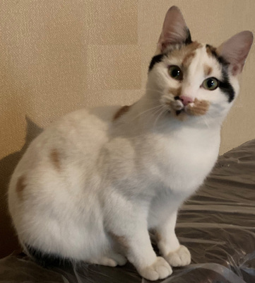 Milicent möchte IHR Herz erobern, Mischling - Katze