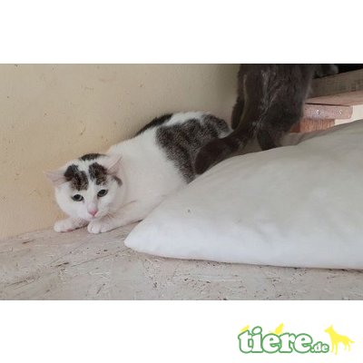 Millie, Europäische Kurzhaarkatze - Katze