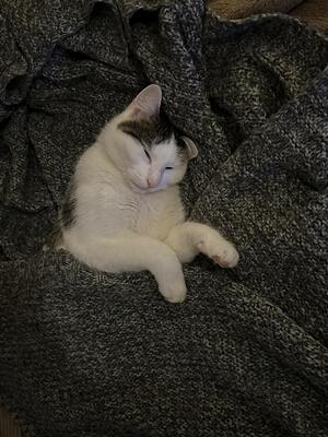Millie & Minka, Nicht bekannt - Katze