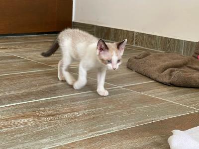 Millie, Mischling - Katze