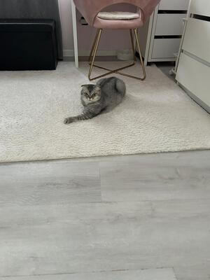 Milou & Lou, British Kurzhaar Fold - Kater
