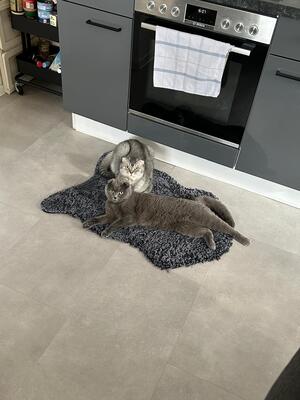 Milou & Lou, British Kurzhaar Fold - Kater