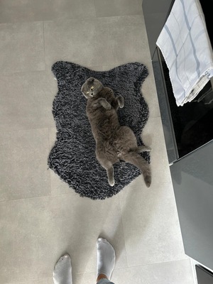 Milou & Lou, British Kurzhaar Fold - Kater