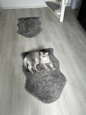 Milou & Lou, British Kurzhaar Fold - Kater