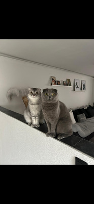 Milou & Lou, British Kurzhaar Fold - Kater