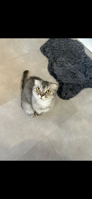 Milou & Lou, British Kurzhaar Fold - Kater