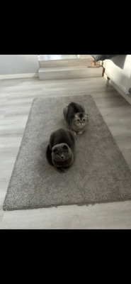 Milou & Lou, British Kurzhaar Fold - Kater
