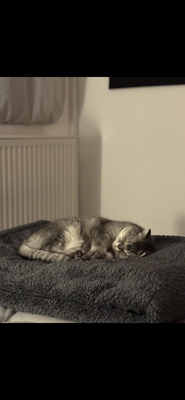 Milou & Lou, British Kurzhaar Fold - Kater