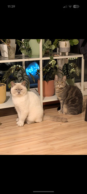Milow & Bailey, BHK - Kater