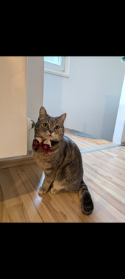 Milow & Bailey, BHK - Kater