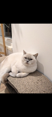 Milow & Bailey, BHK - Kater