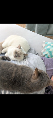 Milow & Bailey, BHK - Kater