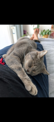 Milow & Bailey, BHK - Kater