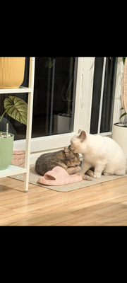 Milow & Bailey, BHK - Kater