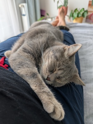 Milow & Bailey, BKH - Kater