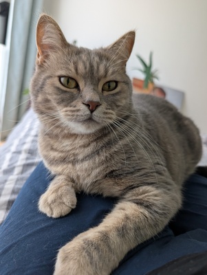 Milow & Bailey, BKH - Kater