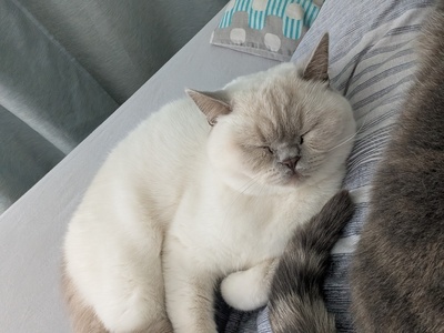 Milow & Bailey, BKH - Kater