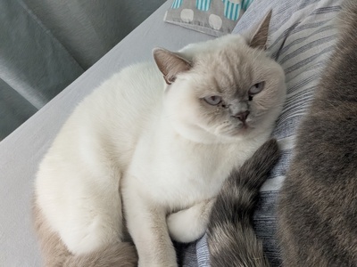 Milow & Bailey, BKH - Kater