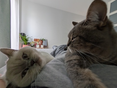 Milow & Bailey, BKH - Kater