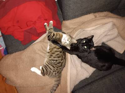 Mimi, Pauli, Johann und Gina, Hauskatze - Katze