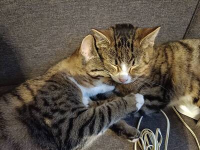 Mimi, Pauli, Johann und Gina, Hauskatze - Katze