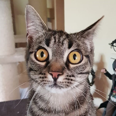 Mina, Europäische Hauskatze - Katze