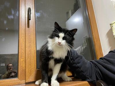 Mina, Mischling - Katze