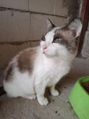 Mina, Siam Mix - Katze