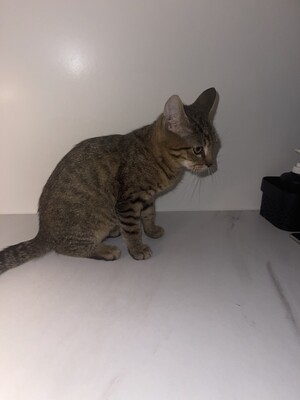 Mini, Hauskatze Jungtier - Katze