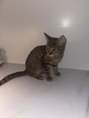 Mini, Hauskatze Jungtier - Katze