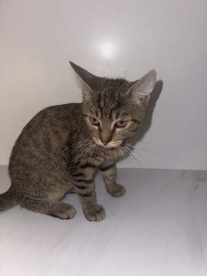 Mini, Hauskatze Jungtier - Katze