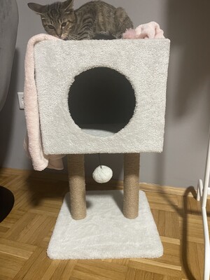 Mini, Hauskatze Jungtier - Katze